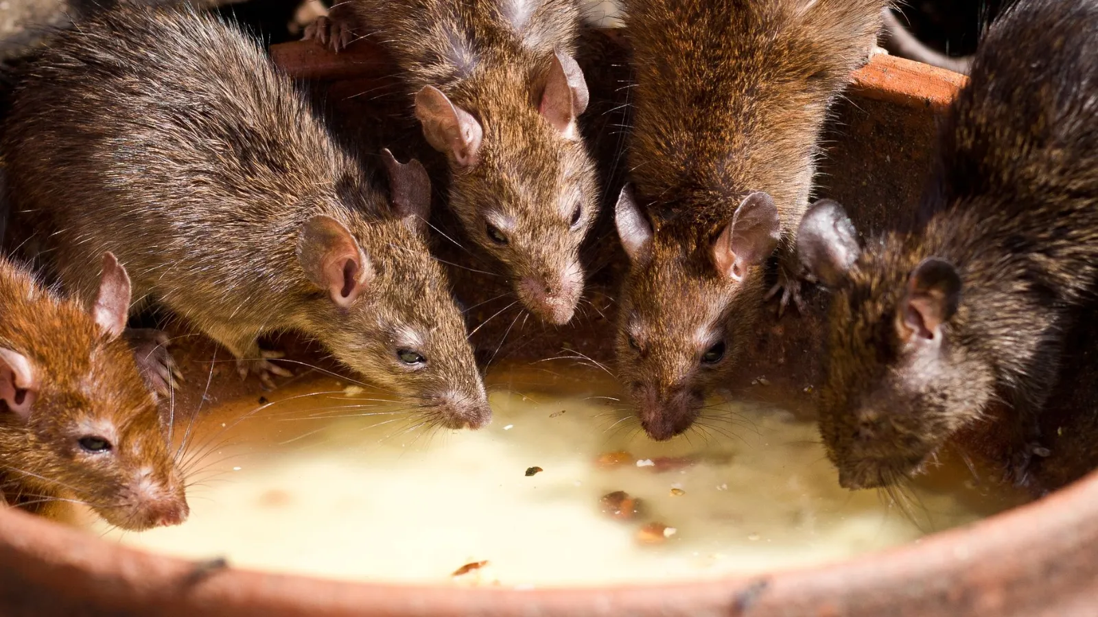Ratten trinken aus einem Napf mit Wasser und Futterstücken in einem Bauernhof.