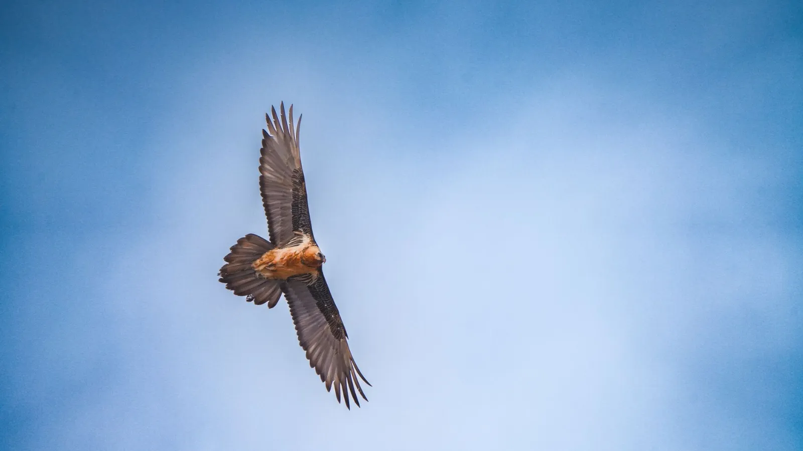 Bartgeier fliegt mit ausgebreiteten Flügeln vor blauem Himmel