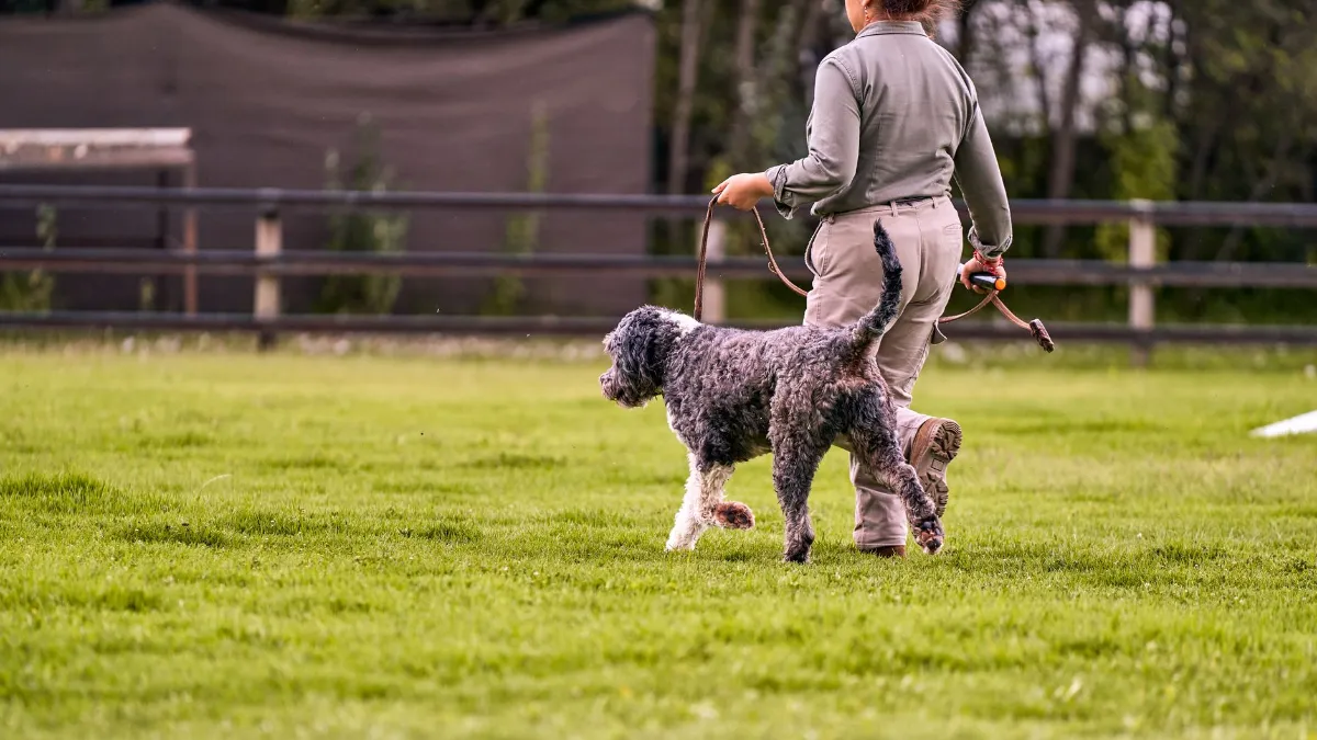 Hund auf grüner Wiese mit Hundeführerin im Freien