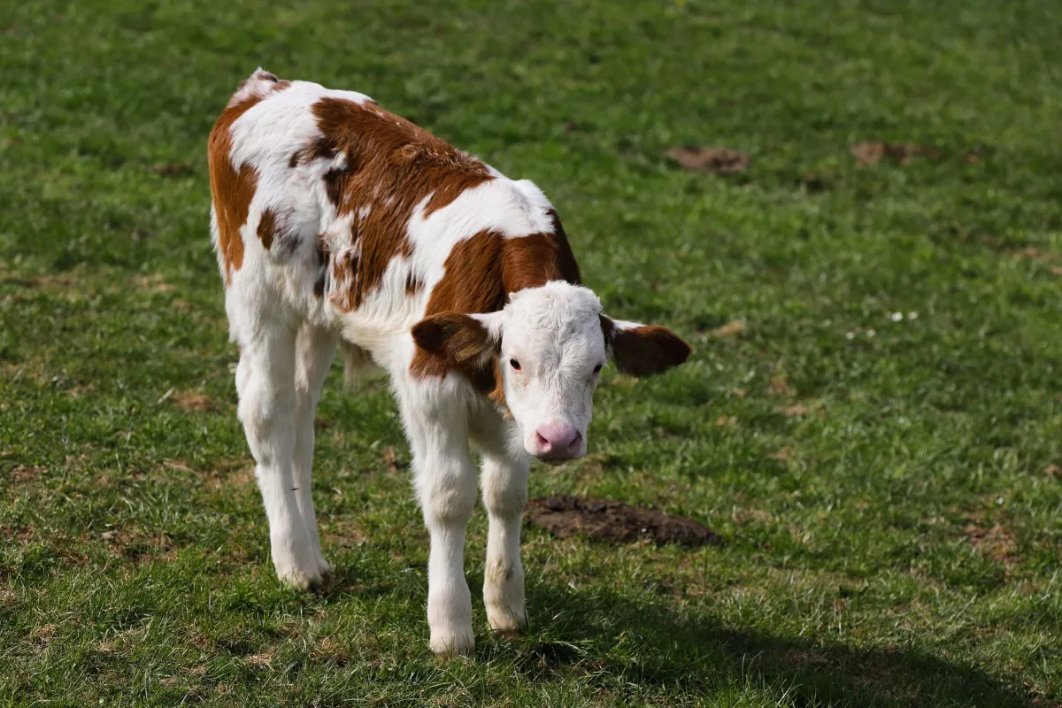 Junges Kalb mit braunen und weißen Flecken steht auf einer grünen Wiese