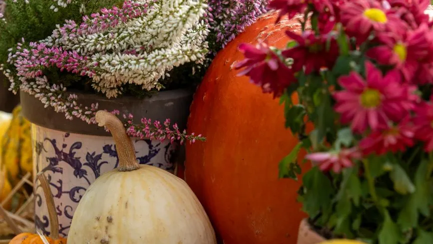 Kürbis und Herbstblumen in einem dekorativen Arrangement vor einem blauen Muster-Übertopf
