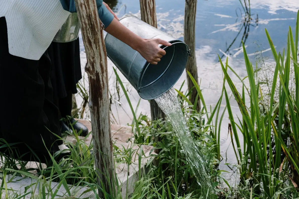 Eimer mit Wasser wird über den Rand eines Gewässers gegossen, umgeben von Schilf