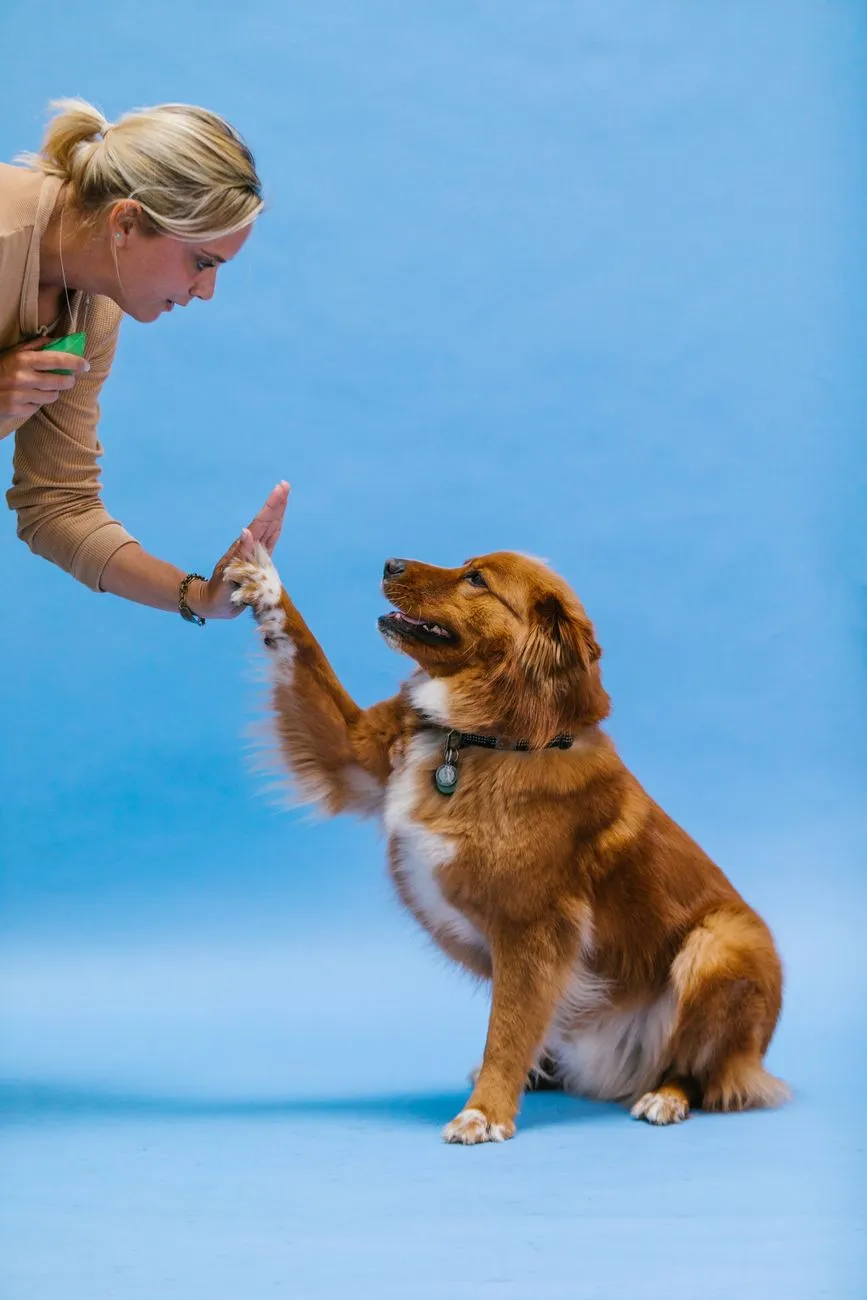 Hündin gibt High Five mit Trainerin vor blauem Hintergrund