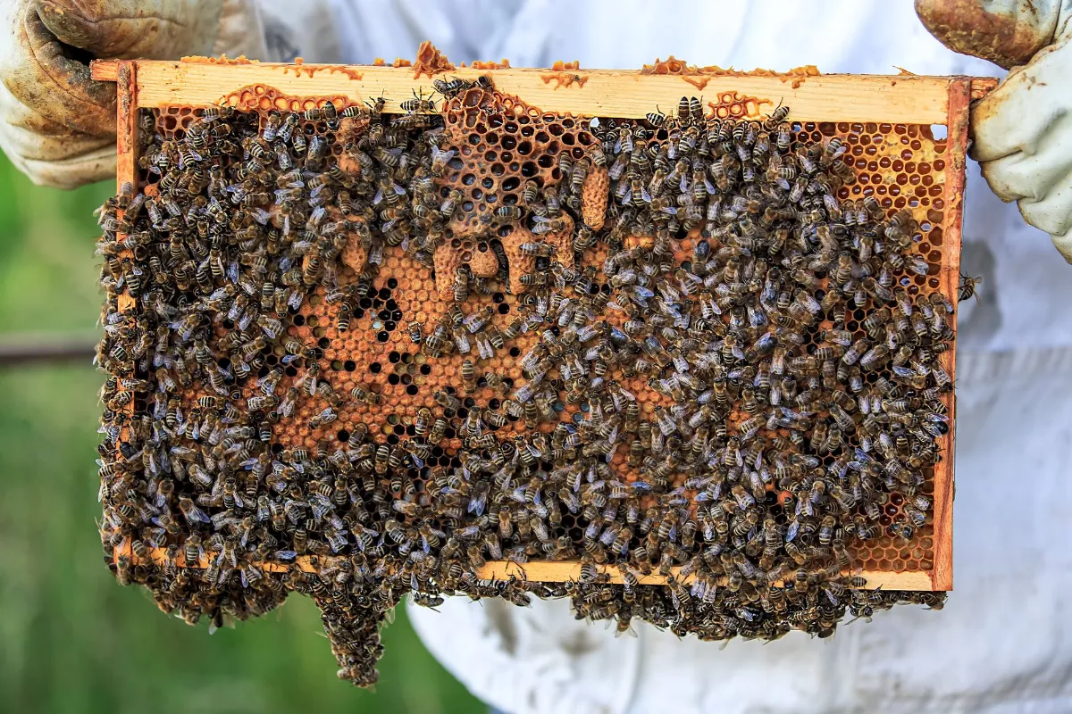 Bienenvolk auf Wabe, Imker hält Honigwabe mit vielen Bienen in Österreich