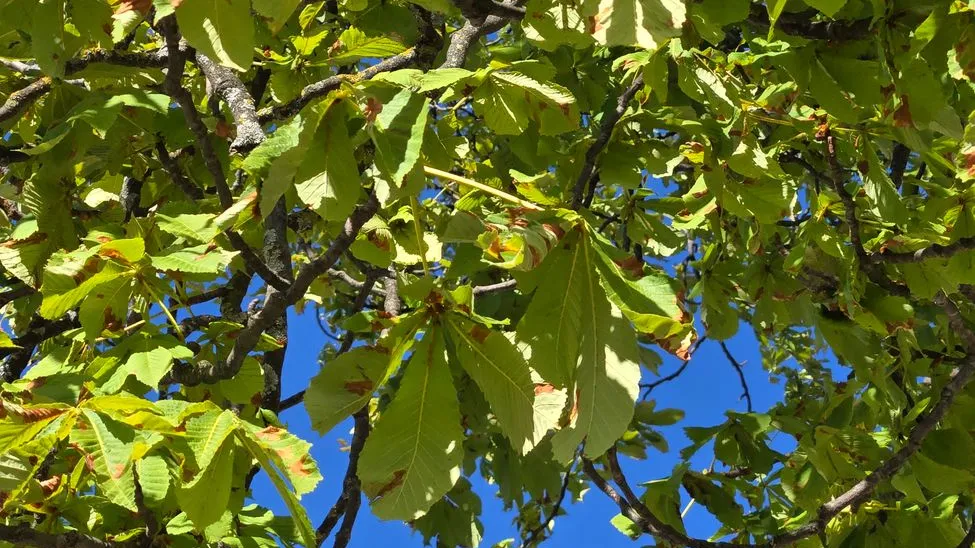 Kastanienblätter mit braunen Flecken vor blauem Himmel.