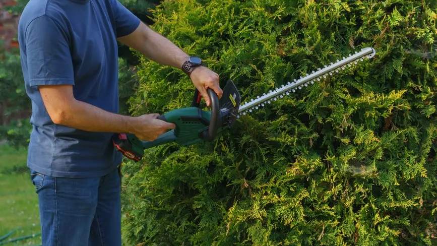 Gartenschere schneidet grüne Hecke im Garten