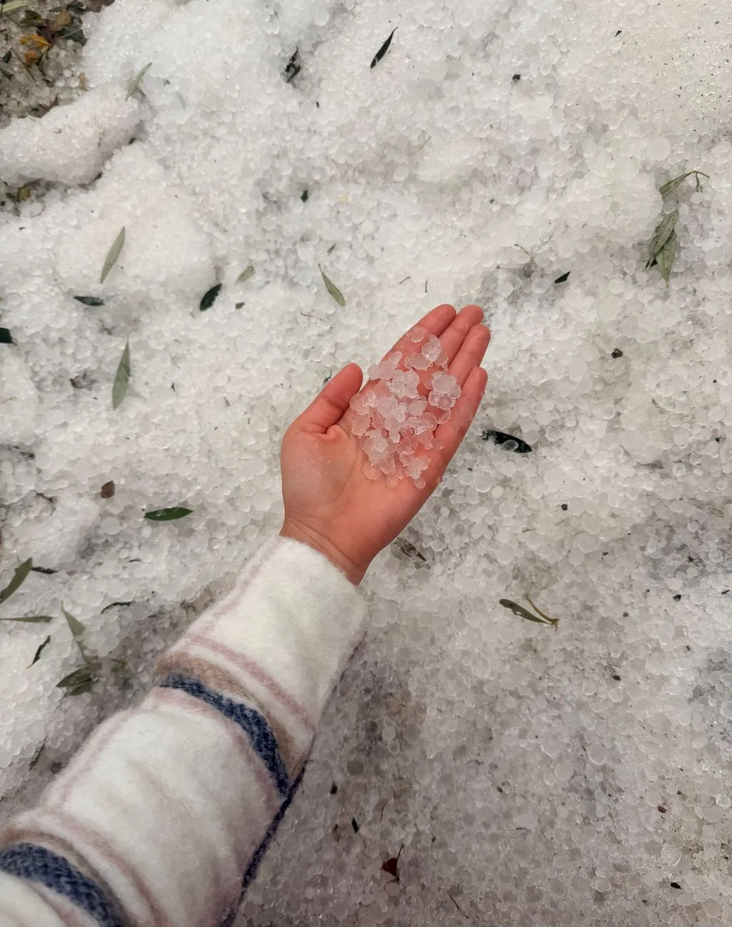Hagelkorn in Hand, bedeckt mit Hagelkörnern und Blättern