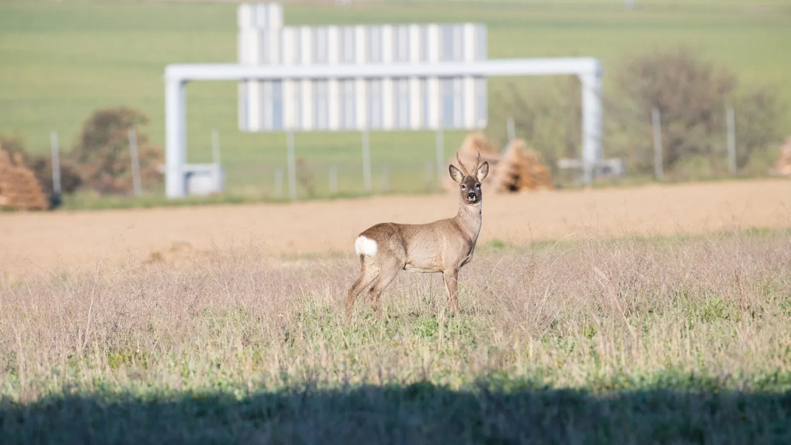 Rehbock in Feld bei St. Pölten mit Großplakat-Konstruktion im Hintergrund