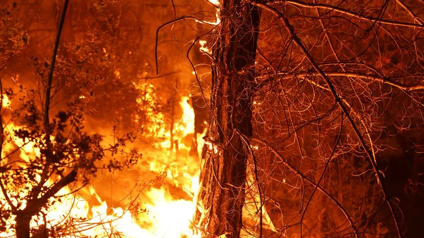 Waldbrand in einem Waldgebiet mit lodernden Flammen und brennenden Bäumen.