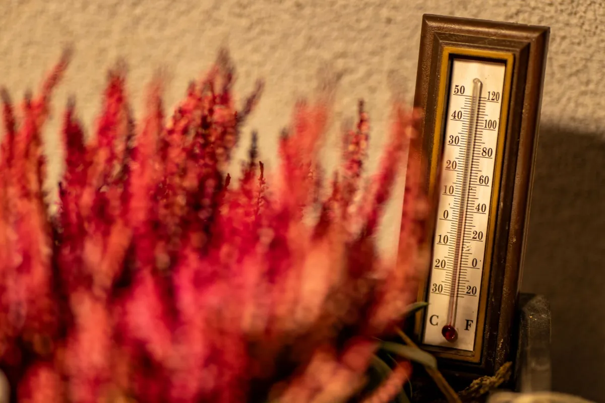 Thermometer zeigt 20 Grad Celsius, daneben rote Blüten vor hellem Hintergrund.