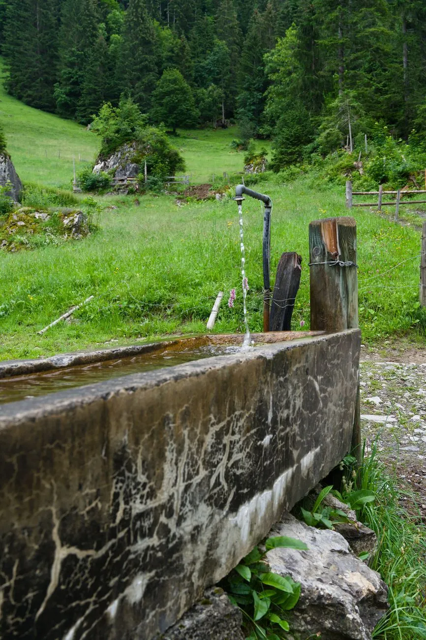 Tränke mit Wasserhahn in einer Bergwiese mit Nadelwald