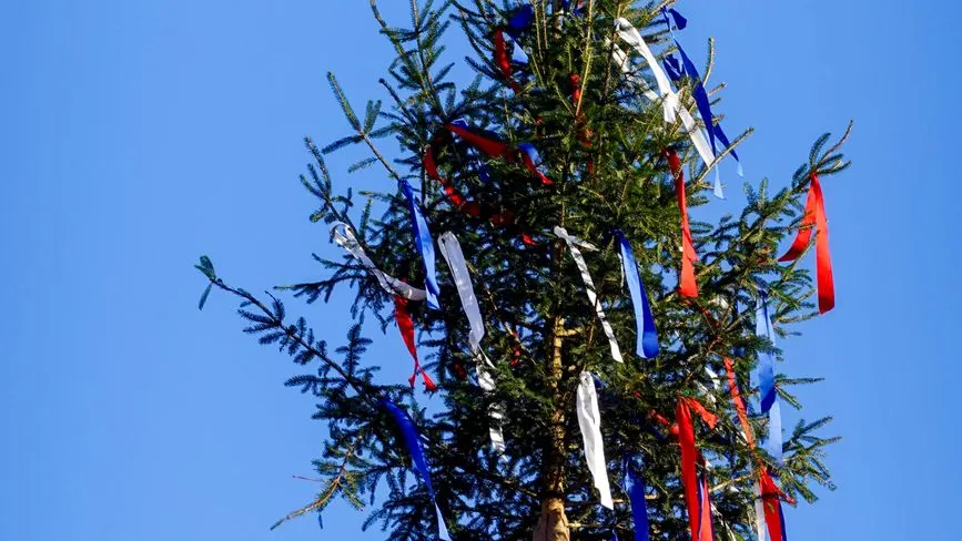 Maibaum mit rot-weiß-blauen Bändern vor klarem Himmel