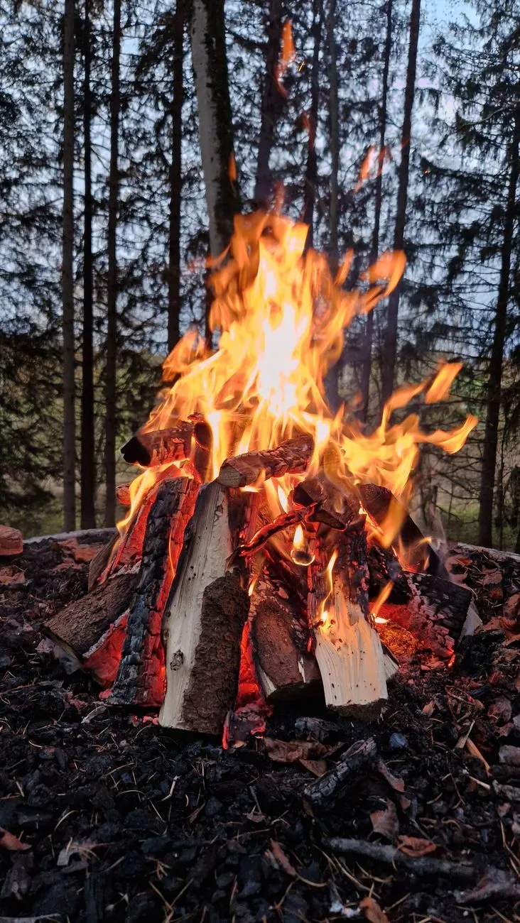 Lagerfeuer im Wald mit brennendem Holz und glühender Asche.