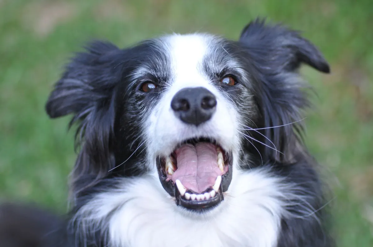 Border Collie mit offenem Maul im Freien auf grünem Hintergrund
